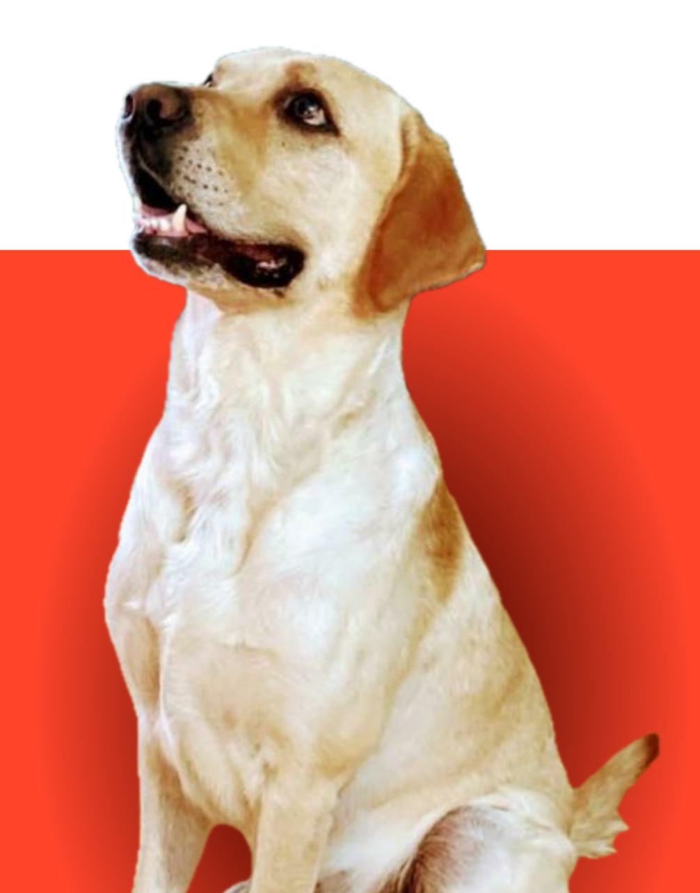 Murphy